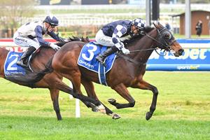 STAYING STABLEMATES' CUP TILTS